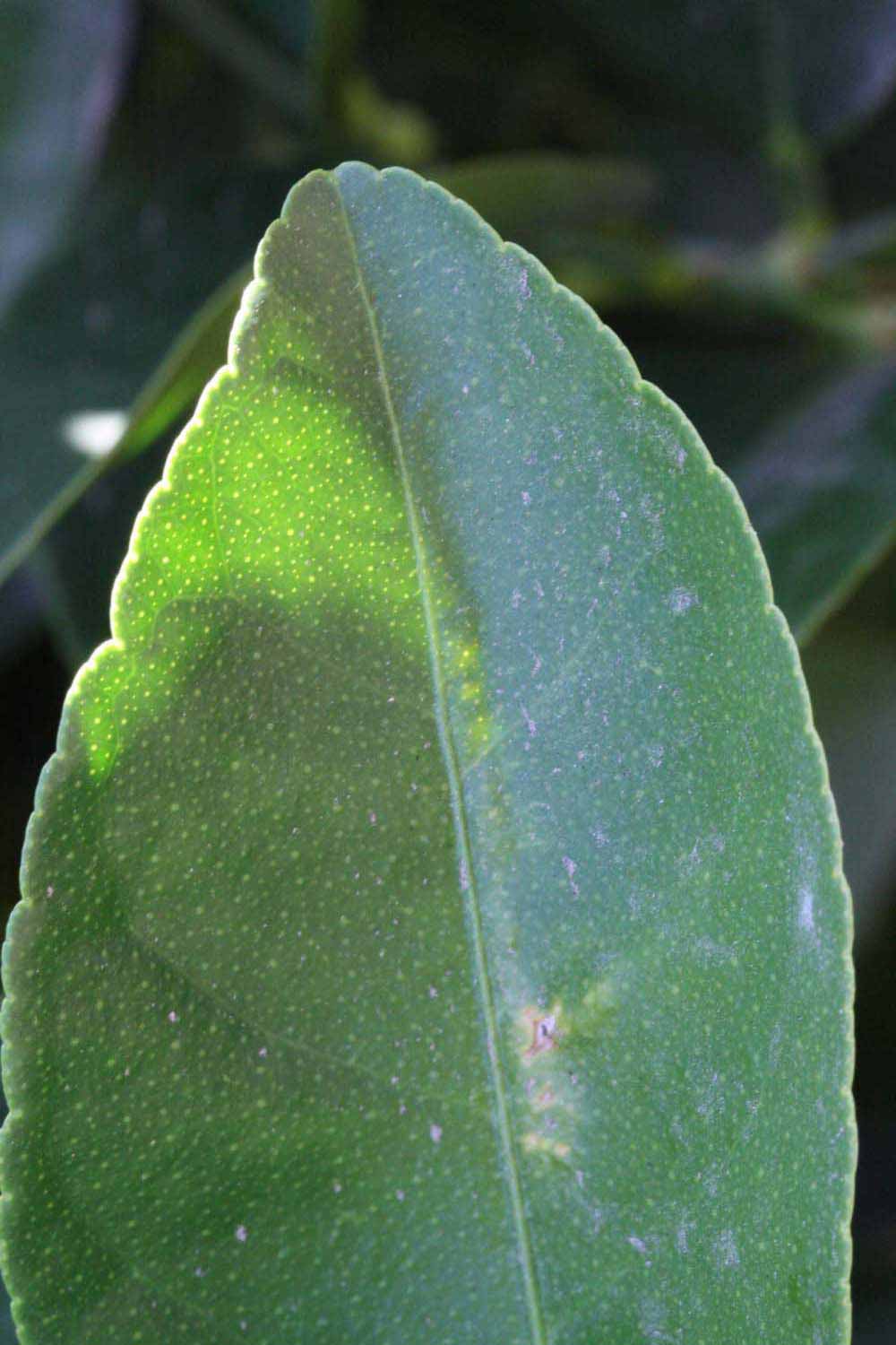              Margin of  Citrus aurantifolia         (Chulo Mexican, Riverside, CA)       